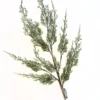 29" ICED PINE SPRAY