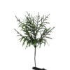 24" NORFOLK PINE SPRAY
