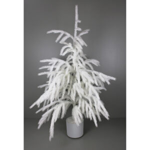 POTTED WHITE NORFOLK (SNOW PINE) TREE