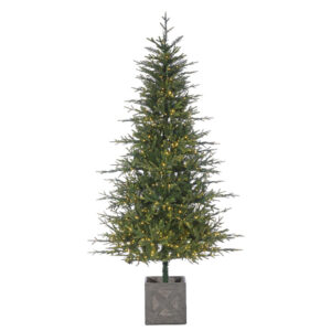 POTTED FIELDSTONE SPRUCE TREE