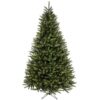 KINGSTON SPRUCE TREE