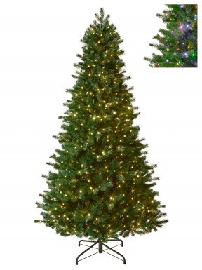 PROPSECT PINE TREE - NEW FOR 2026